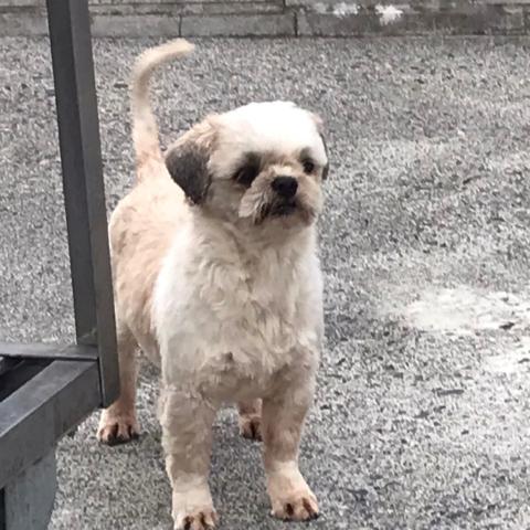 ミニチュア・シュナウザー